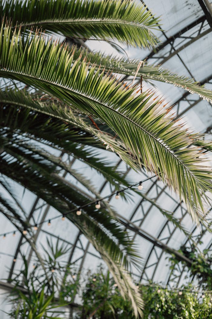Lush palm leaves in a sunlit greenhouse, showcasing vibrant tropical flora.