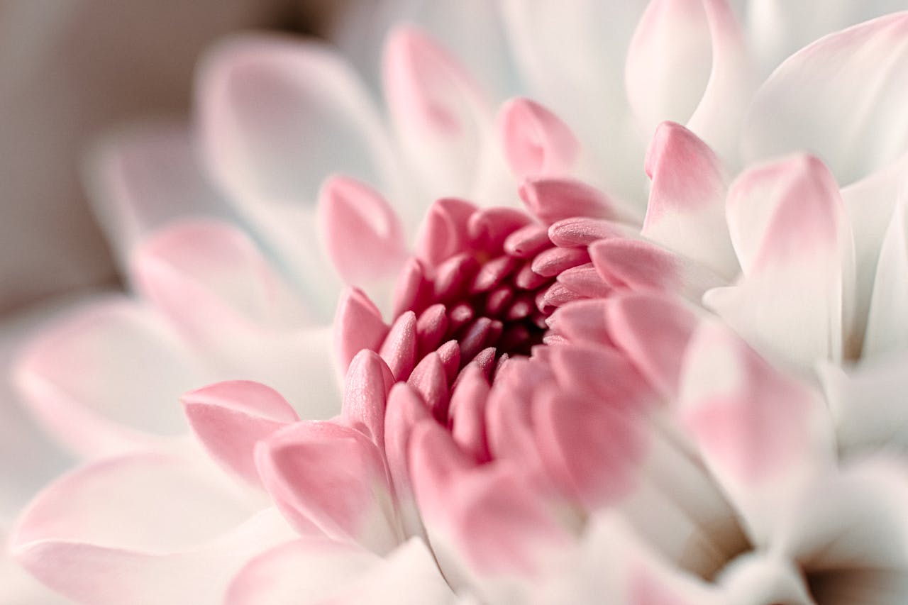journey-01 Delicate close-up of a blooming pink and white dahlia flower in soft pastel tones.