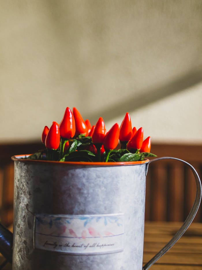 Bright red chili peppers growing in a decorative metal pot indoors, bathed in sunlight.