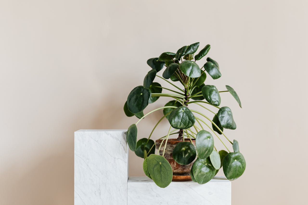 vision Minimalist photo of a Pilea Peperomioides plant on a marble stand with a beige background.