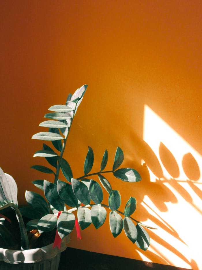 Potted plant with lush green leaves casting shadows on an orange wall, creating a striking contrast.