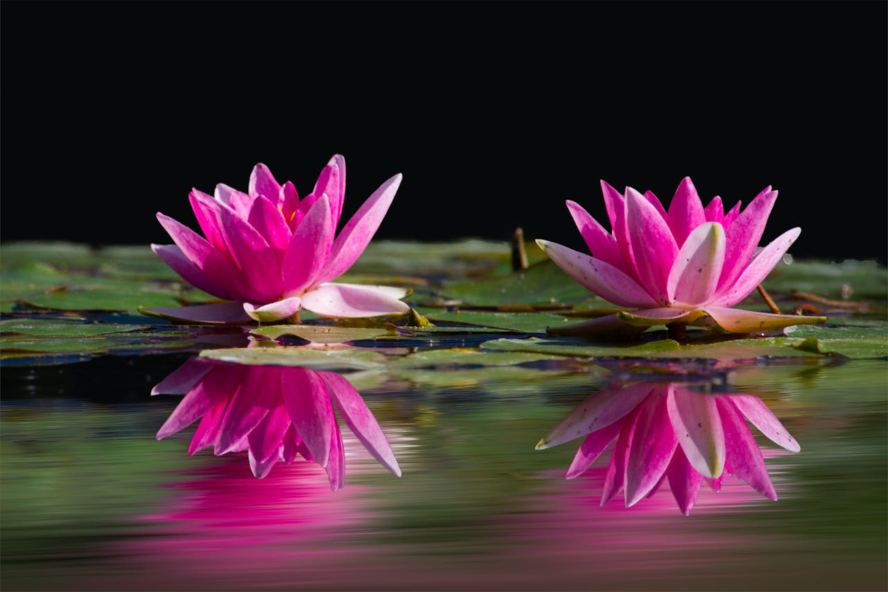 Beautiful pink water lilies reflect on a calm pond against a dark background.